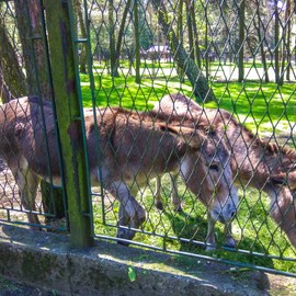 Mini Zoo park Kuronia w Sosnowcu zdjęcie 4