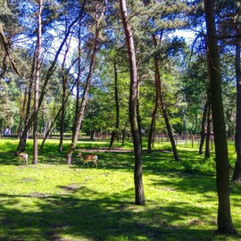 Mini Zoo park Kuronia w Sosnowcu zdjęcie 0