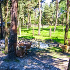 Mini Zoo park Kuronia w Sosnowcu zdjęcie 6