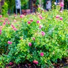 Ogród różany - Różanka w Szczecinie