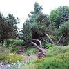 Arboretum w Rogowie
