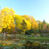 Arboretum w Rogowie