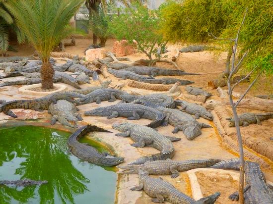 park krokodyli