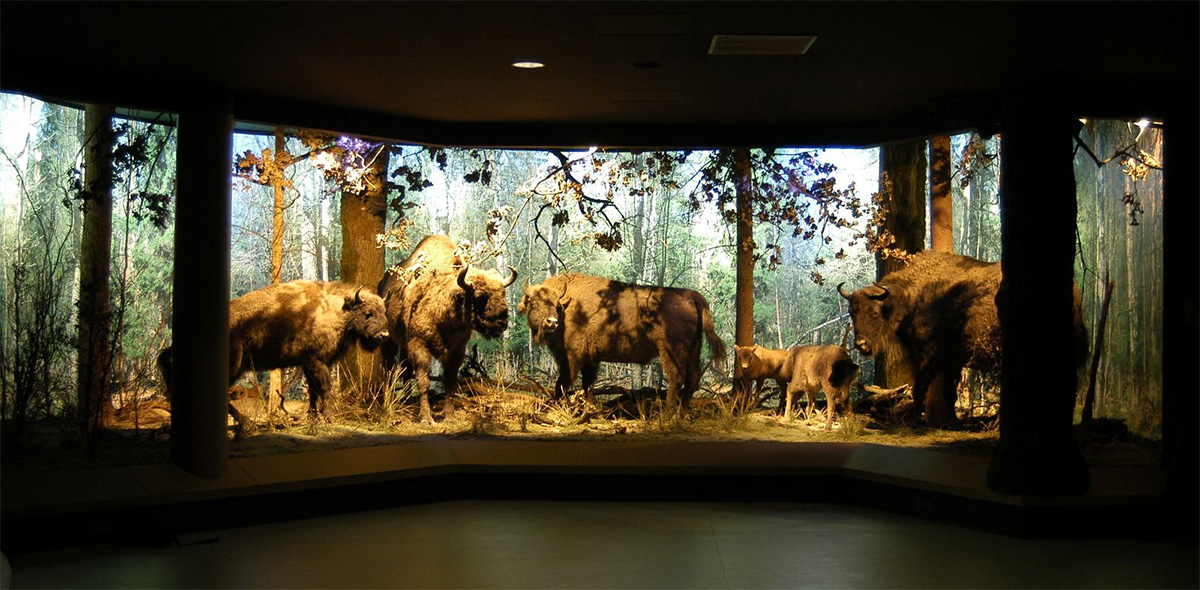 Muzeum Przyrodniczo-Leśne w Białowieży