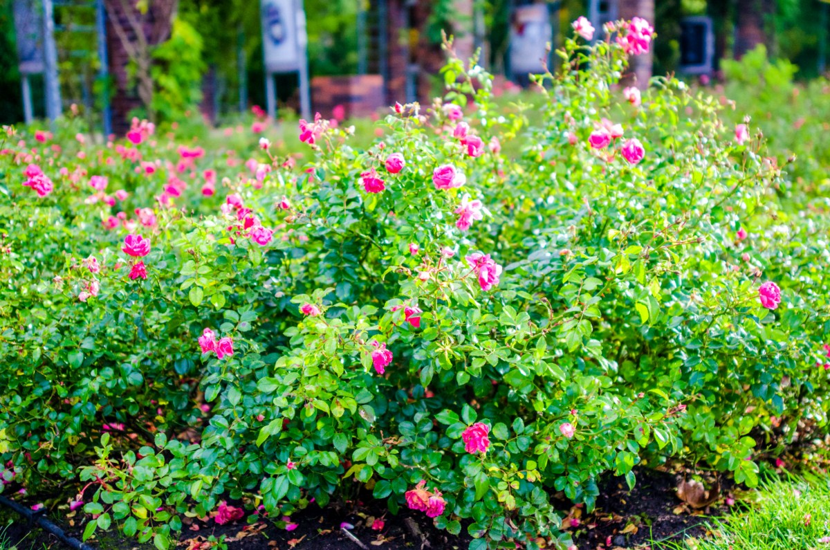 ogród różany w szczecinie